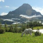 Things to Do For Kids in Glacier National Park Montana